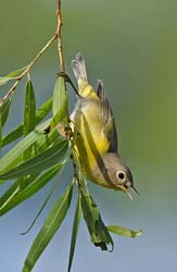 Nashville Warbler Photo