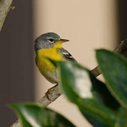 Northern Parula Photo