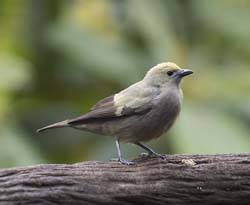 Palm Tanager