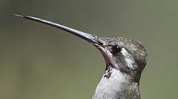 Plain-capped Starthroat Photo