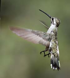 Plain-capped Starthroat Photo