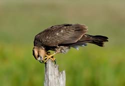 Snail Kite Photo