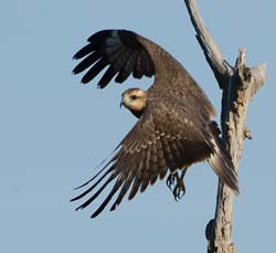 Snail Kite Photo