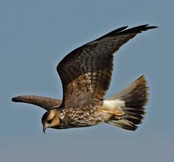 Snail Kite Photo