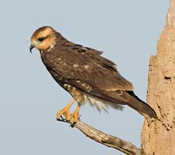 Snail Kite Photo