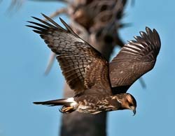 Snail Kite Photo