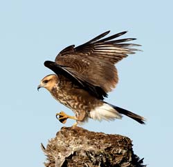 Snail Kite Photo