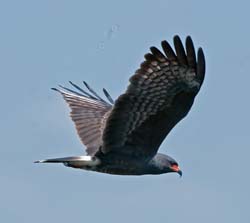 Snail Kite Photo