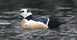 Steller's Eider