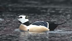 Steller's Eider