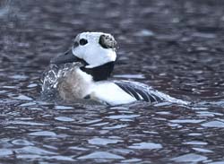 Steller's Eider