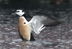 Steller's Eider