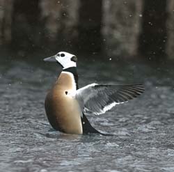 Steller's Eider