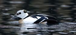 Steller's Eider