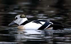 Steller's Eider