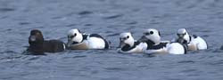 Steller's Eider