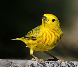 Yellow Warbler Photo Picture