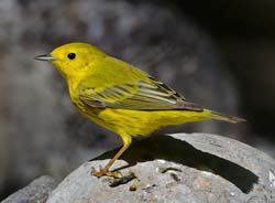 Yellow Warbler Photo Picture